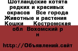 Шотландские котята редких и красивых  окрасов - Все города Животные и растения » Кошки   . Костромская обл.,Вохомский р-н